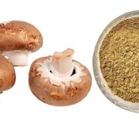 Mushroom Extract